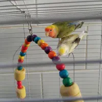 طوطی عروس و کوتوله|پرنده|زرند, |دیوار