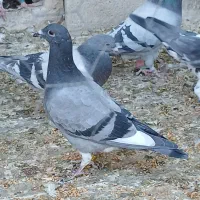 کفتر پلاکی و طوق سبز وسینه سرخ|پرنده|شیراز, سعدیه جنوبی|دیوار