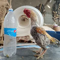 لاری مینیاتوری آلمانی اصیل