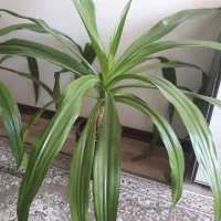 فروش گل و گلدان و استند