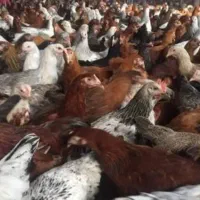 فروش مرغ محلی تخم گذار نژاد گلپایگانی