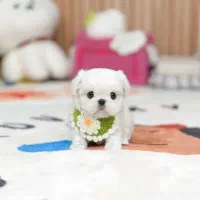 پامیر با وسایل|سگ|قزوین, |دیوار