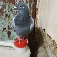 کبوتر سبز مینا تخت