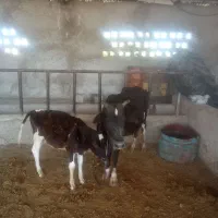 گاو گوساله