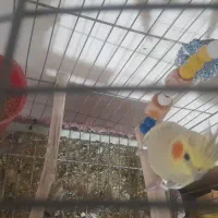 عروس هلندی نروماده