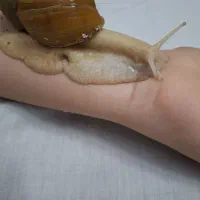 حلزون آمازون