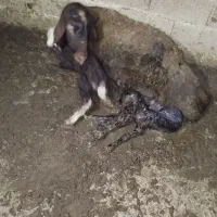 گوسفند بره دار|حیوانات مزرعه|آزادشهر, |دیوار