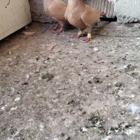 زرد و سرخ کرمونی