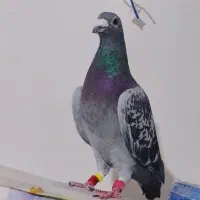 کبوتر مسافتی نشسته