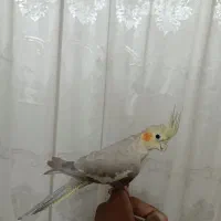 عروس هلندی|پرنده|مشهد, باغ فراگرد|دیوار