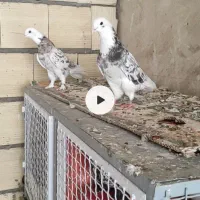 پرنده جفت هما سرور|پرنده|کهریزک, |دیوار