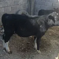 گوساله چهارماهه|حیوانات مزرعه|سبزوار, قصبه شرقی|دیوار