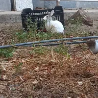 خرگوش