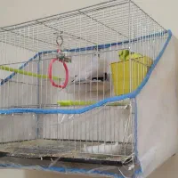 جفت مرغ عشق مولد با قفس