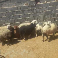 میش بره دار