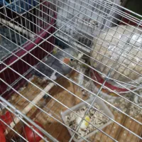 مرغ عشق و عروس هلندی