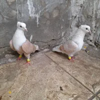 کفتر کلاغ