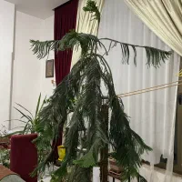 کاج مطبق به ارتفاع سه متر