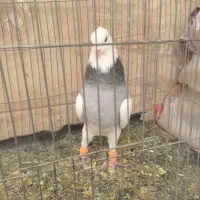 کبوتر|پرنده|شیراز, شهرک گلها|دیوار