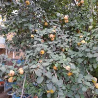 به محلی|خوردنی و آشامیدنی|گنبد کاووس, |دیوار