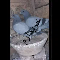 جوجه عراقی