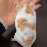 همستر حنایی تربیت شده با لوازم|موش و خرگوش|تهران, جوادیه|دیوار