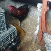 مرغ برهما|حیوانات مزرعه|نگین شهر, |دیوار