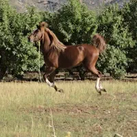 مادیان عرب مصری چند نشون سفید خوشگل اسب|اسب و تجهیزات اسب‌سواری|تهران, طرشت|دیوار