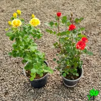 خرید نهال انگورصنوبر گردو بادام زیتون سیب غرب نهال