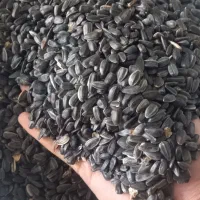 آفتابگردان روغنی بوجار شده|خوردنی و آشامیدنی|کلاله, |دیوار