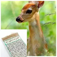 حرز امام جواد دستنویس  با موی آهو