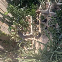 گل طبیعی خانگی|گل و گیاه طبیعی|پارس‌آباد, |دیوار