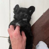 فروش توله‌سگ فقط به افراد مسئول و عاشق حیوانات|سگ|مشگین شهر, |دیوار