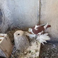 پرنده خوب