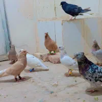 کفتر مقبول