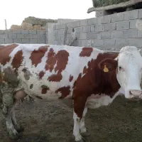 گاو سیمنتال
