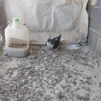 ساده سیاه و سینه هفترنگ