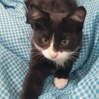 گربه نر به اسم چیرا واگذاری کاملارایگان