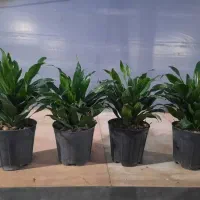 کامپکت یشم مرجان سینگینیوم زاموفیلیا