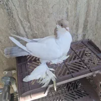 1 جفت امپراطور مهر مهر