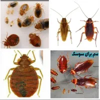 سمپاشی موریانه سوسک ساس هوادار مستاجران(مجوز رسمی)|خدمات نظافت|دزفول, |دیوار