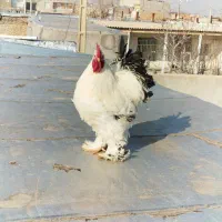 ۳ عدد برهما اصیل|حیوانات مزرعه|تهران, شهید فکوری|دیوار