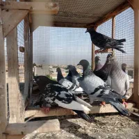 کفتر بوم 12تا  قلدرپرشی