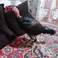 خروس لاری درجه یک و عالی جنس ناب|حیوانات مزرعه|طبقده, |دیوار