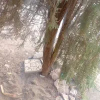 درخت کاج|گل و گیاه طبیعی|فیرورق, |دیوار