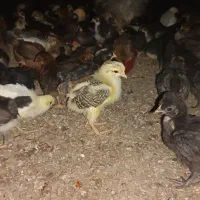 مرغ جوجه بومی سالم نژاد عالی سن 15روز