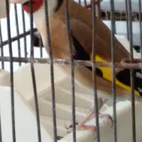 سهره دوساله