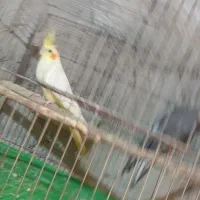 پرنده|پرنده|ایرانشهر, |دیوار