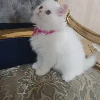 گربه نژاد دارماده