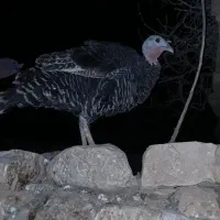 دو عدد بوقلمون یه نر یه ماده دونه ای دوملیون|حیوانات مزرعه|مسجد سلیمان, |دیوار